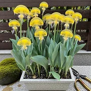 Rare Medusa Orchid with Plant Growth Supplement (Pack of 4)