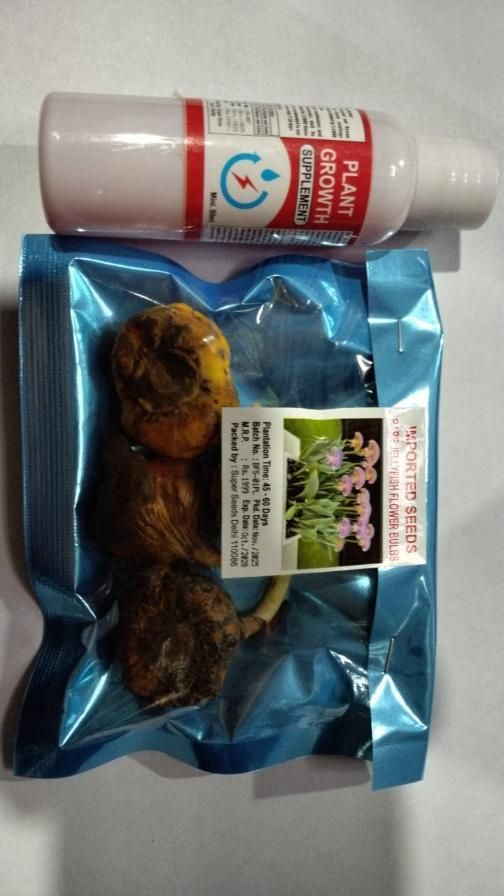 Rare Medusa Orchid with Plant Growth Supplement Free (Pack of 8)