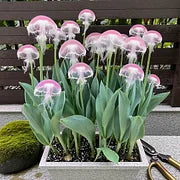 Rare Medusa Orchid with Plant Growth Supplement Free (Pack of 8)